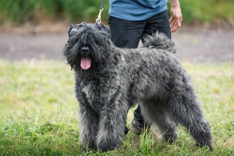 BLANCHE April North Carpaty | Bouvier des Flandres 