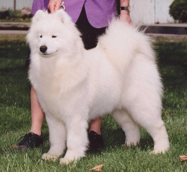 Kolinka`s Born To Live | Samoyed 