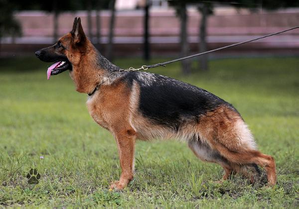 Schwalbennest Shayenn | German Shepherd Dog 