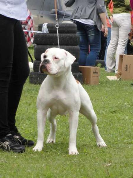 Elz Bullet Yuvelia American Way | American Bulldog 