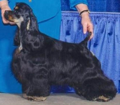 Juniper's J-Lo | American Cocker Spaniel 