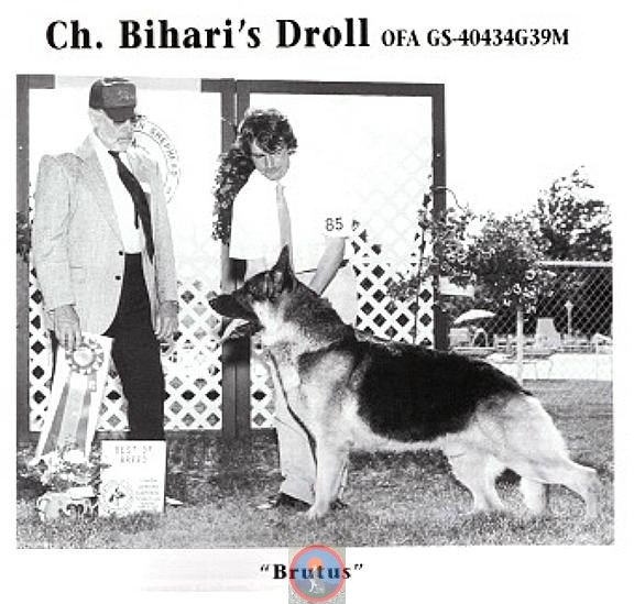 Bihari's Droll | German Shepherd Dog 