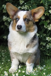 Imme'S extasy blue angel | Cardigan Welsh Corgi 