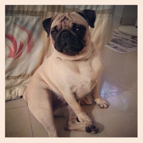 Gina my litle dog | Pug 