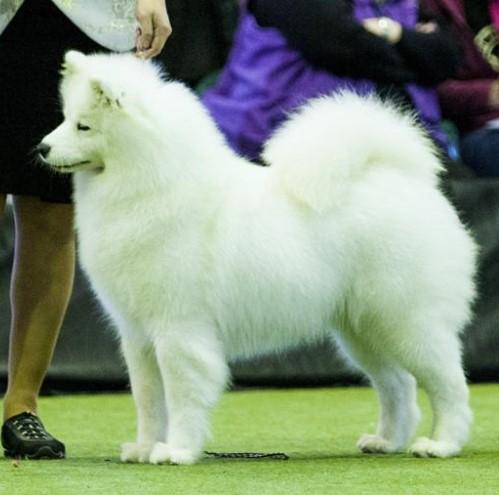 Kalaska Queen Jezza Belle | Samoyed 