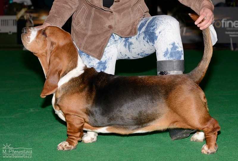 Baffy Jesenický Horal | Basset Hound 