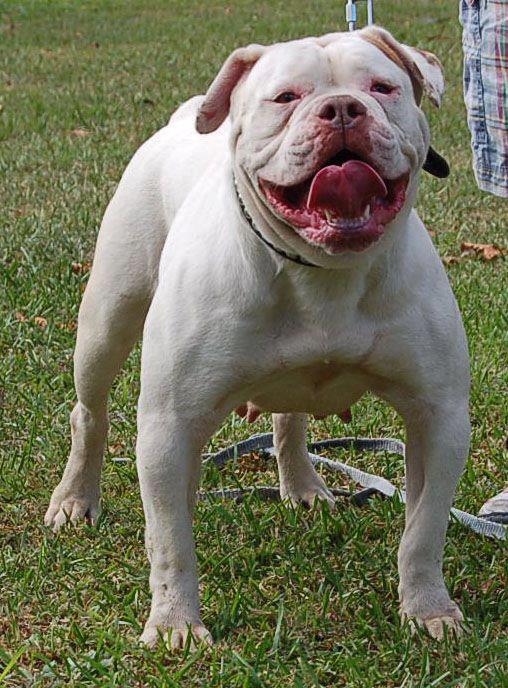 Quality bullys queen caleb of wcu | American Bulldog 