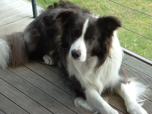 Braeloch Wedgewood Blue | Border Collie 