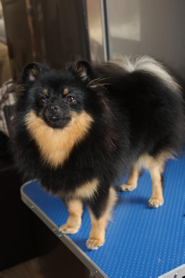 Aura Aurora The Small Step | German Spitz 