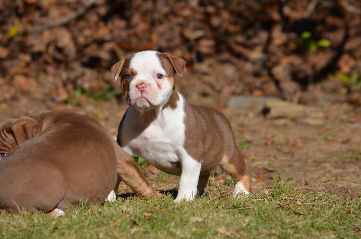 KHAOS' HELLCAT | Olde English Bulldogge 