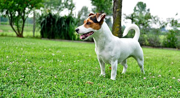 Minnie (2012) LI 1355655 | Jack Russell Terrier 