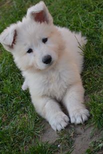 La Luce Od Bijelih Andela | White Swiss Shepherd Dog 