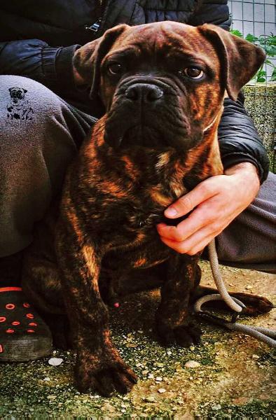 Von Liev nfk Chaos AD | Bullmastiff 