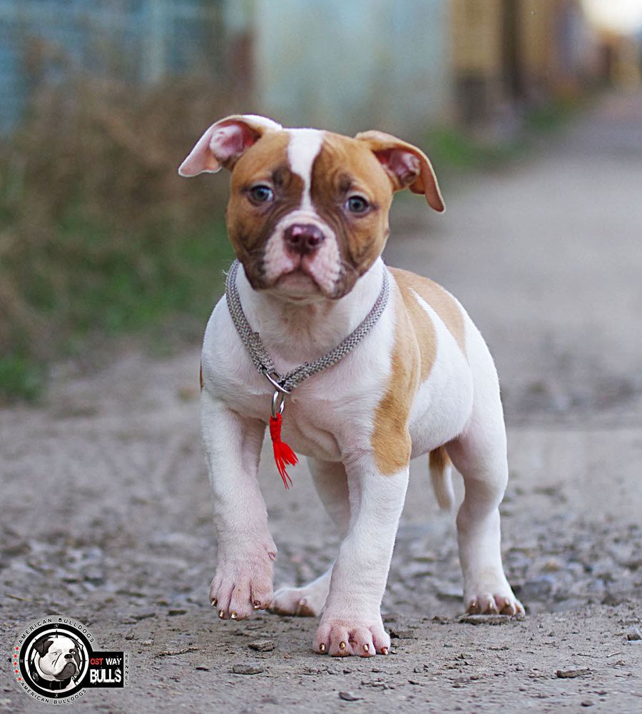 OSTWAYBULLS CHILI PEPPER | American Bulldog 