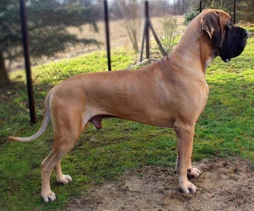 Bruno De Mayeste | Great Dane 