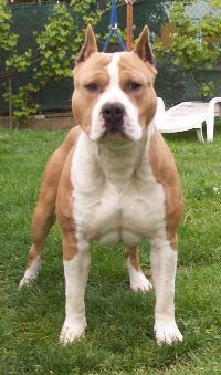 Good Heart Fighter Godzilla | American Staffordshire Terrier 