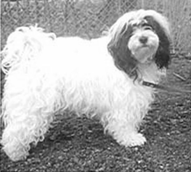 FARMARENS ECHO | Tibetan Terrier 