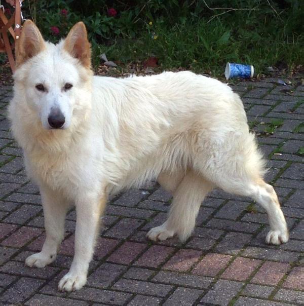 junior snow gent | German Shepherd Dog 