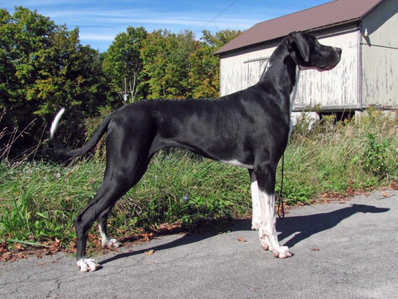 Autumn Royal One More Miracle | Great Dane 