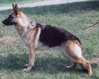 Yana von der Innschleife | German Shepherd Dog 