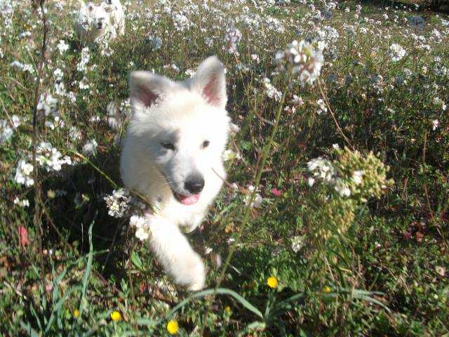 Zeta de Conquistadores del Azahar | White Swiss Shepherd Dog 
