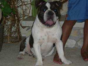 Precious | Olde English Bulldogge 