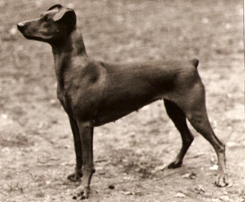 Of Leijliden RANINA | German Pinscher 