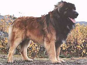 Slattvika's Bobo-Bear | Leonberger 