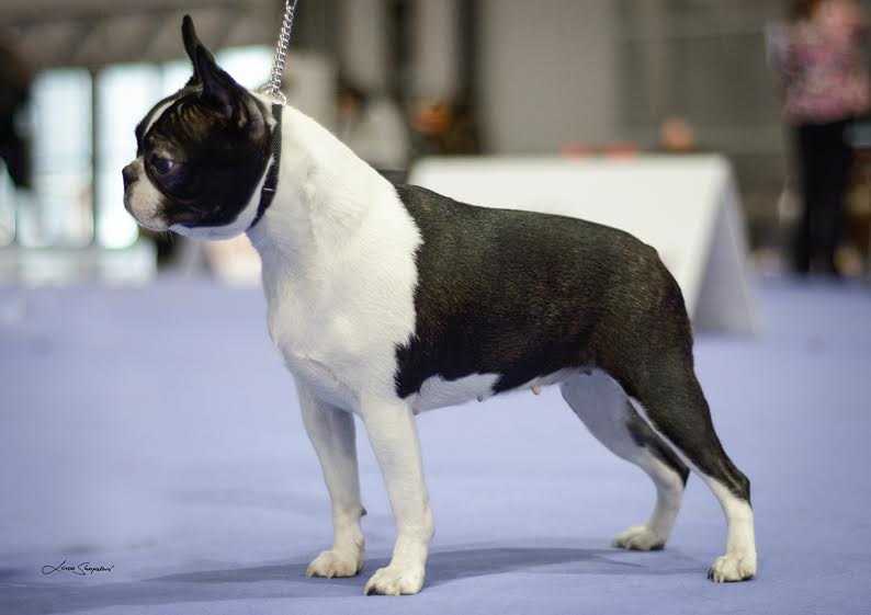 Sugar Baby de Mandraka | Boston Terrier 