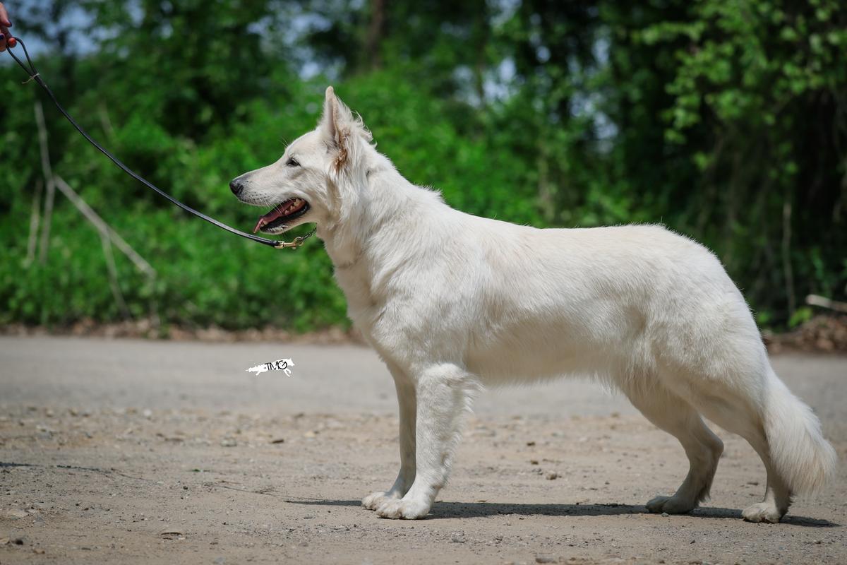 Mountain Wolves Olympia Star | White Swiss Shepherd Dog 