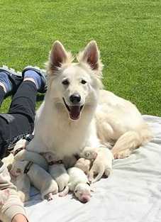 Tara Fliegeland | White Swiss Shepherd Dog 