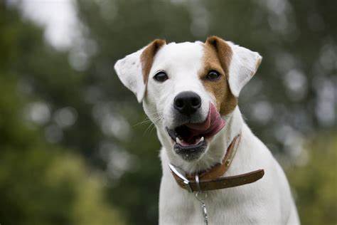 Parson Russell Terrier