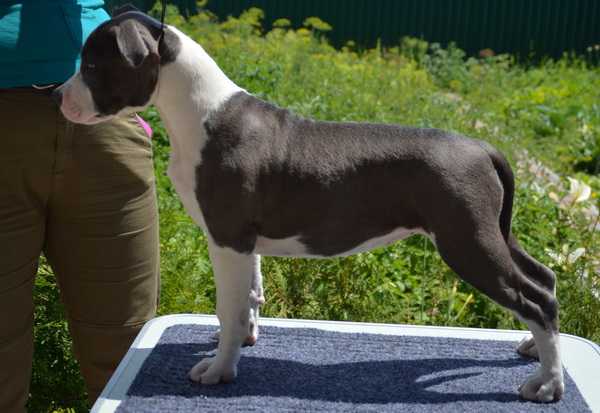 VIAGRA GRYFFINDOR FROM VIKTORIYA CITY | American Staffordshire Terrier 
