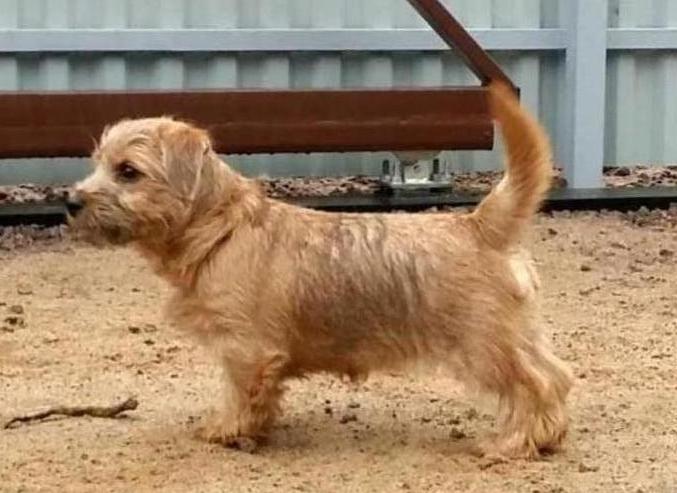 Lamonterra Nicole Sunny Morning | Norfolk Terrier 