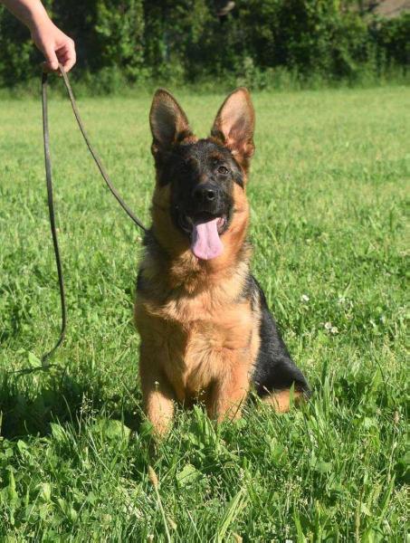 Izabel Vom Naisshaus | German Shepherd Dog 