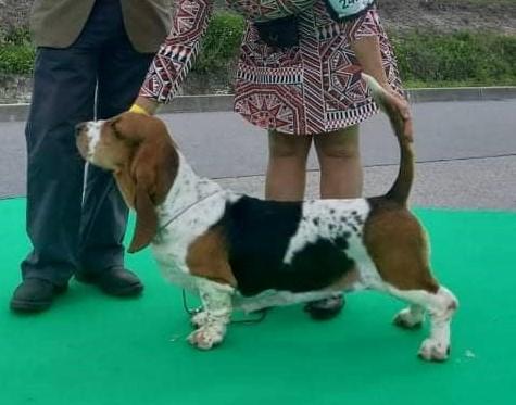 Ludovina Lambona da Quinta da Alfarrobeira | Basset Hound 