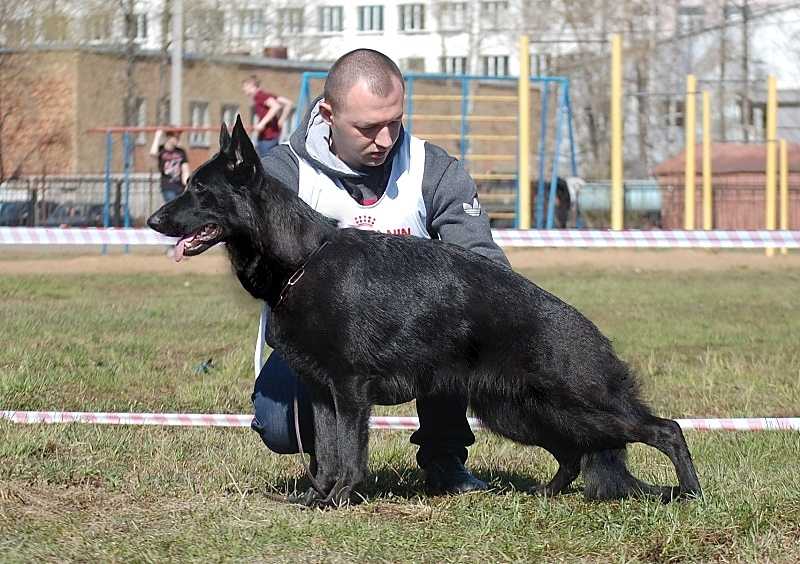 Maksianna Grethen | German Shepherd Dog 