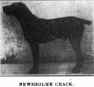 Newsholme Crack | Airedale Terrier 