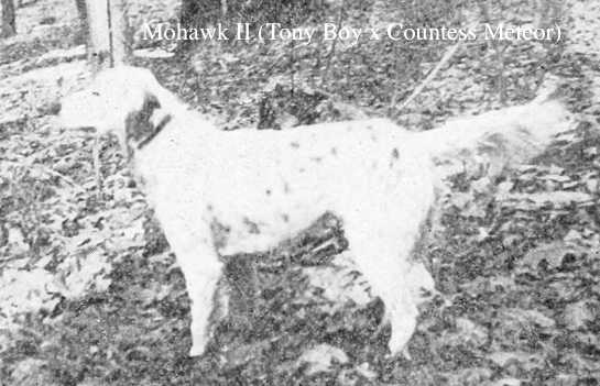 Mohawk II (Tony Boy x Countess Meteor) | English Setter 