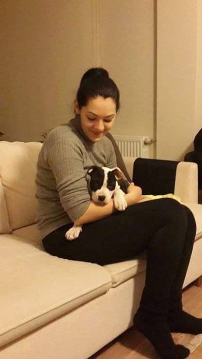 Nicomedia Star DROOPY | American Staffordshire Terrier 