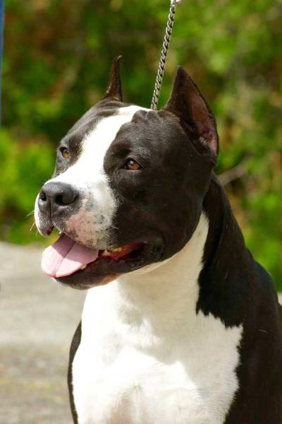 MysticStaff IDEAL BOY King of Ring´s | American Staffordshire Terrier 