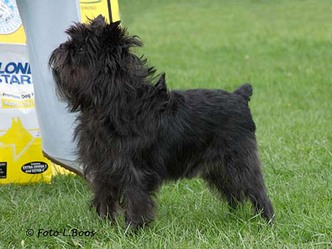 Yarrow´s Jungle Jim | Affenpinscher 