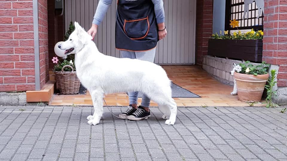 Queen Star Rance Montara | White Swiss Shepherd Dog 