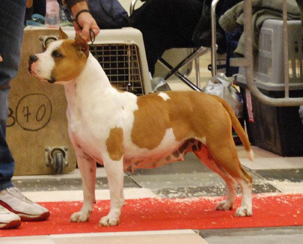 Lobotown Mokoucha | American Staffordshire Terrier 