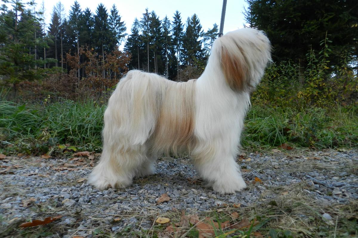 ELLORA TINGRI | Tibetan Terrier 