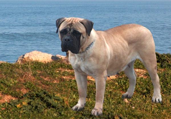 Korona Karen | Bullmastiff 