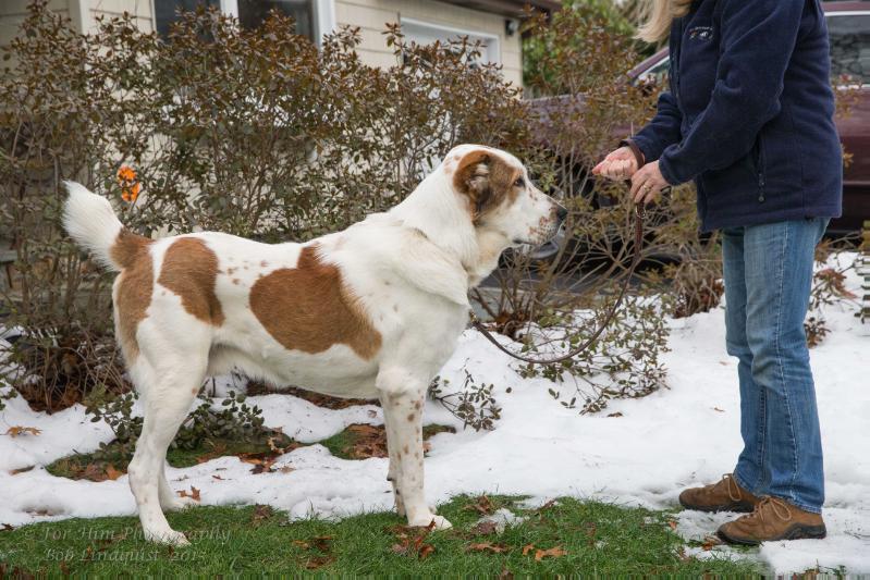 Bossar Bauer Chorasan | Central Asian Shepherd Dog 