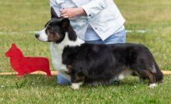 BIG-VOOD’S KEN ON KULTAA | Cardigan Welsh Corgi 