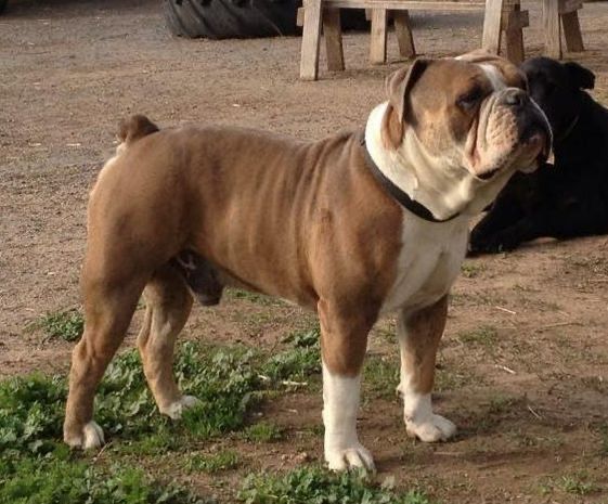 Rockabullz Jax | Olde English Bulldogge 