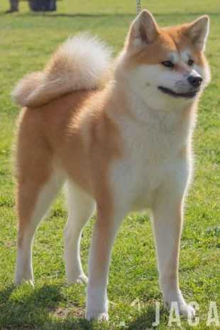 Kaedehime Go Aimusou | Akita 